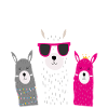 funny alpacas