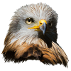 Imperial eagle