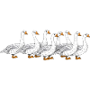 Geese