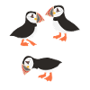 Funny Puffin Birds