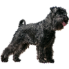 Sweet Schnauzer Dog Dog