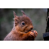 Red squirrel eating close up