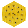 BEES, HIVE