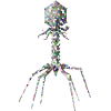 Bactériophage