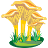 Mushroom mushrooms