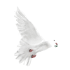 when the doves cry