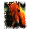 Pferd Wildpferd