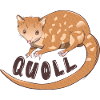 Quoll Australian Marsupial