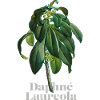 Floral Daphné Laureola