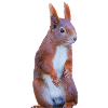 Eichhönchen