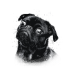Pug print in comic style