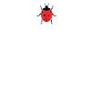 Ladybug heartbeat