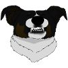 Border Collie Smile