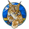 Lynx Wildcat Freedom