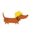 Dachshund with rain hat