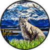 Lynx Wildcat Freedom