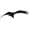I like red kites