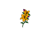 Mauerblümchen; Mauerblume