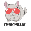 Chinchillin Chinchilla
