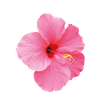 wunderschöne Hibiskus Blüte in rosa