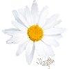 Marguerite