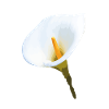 Calla, Aronstab