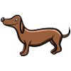 Dachshund