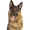 Deutscher Schäferhund