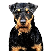 Jagdterrier 2