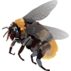 Heike, the bumblebee