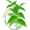 The nettle great plant & remedy