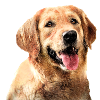 Dog golden retriever