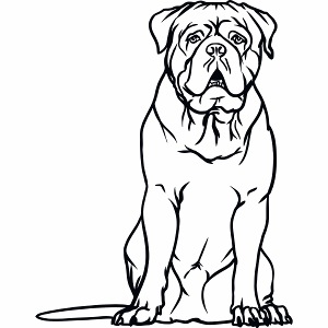 Dogue de bordeaux