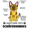 Anatomie des Schäferhundes