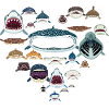 Shark