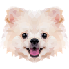 Spitz nain Polyart