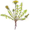 Dandelion