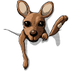 Baby Kangaroo