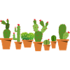 Cacti in pots