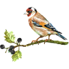 Bunter Vogel
