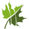 GOWILD Maple Leaf