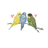 just a girl who loves budgies budgies budgie saying