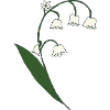 muguet