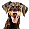 Miniature Pinscher