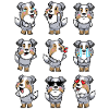 Australian Shepherd Dog Emotions