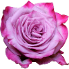 Blomst Pink Pink Blomster Pink Pink Blomster