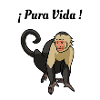 Pura Vida - Monkey