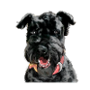 Kerry Blue Terrier