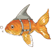 Funny goldfish with shark fin strapped in