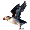 Puffin